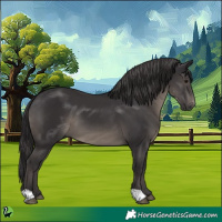 Horse Color:Smoky Black 