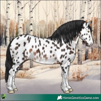 Horse Color:White Spotted Brown Appaloosa 