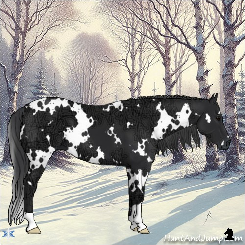 Horse Color:White Spotted Black Ice 