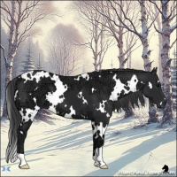Horse Color:White Spotted Black Ice 