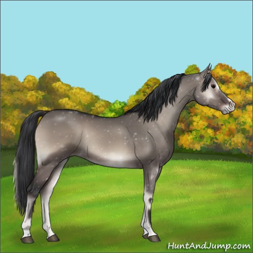 Horse Color:Grullo Onyx Sabino Rabicano 