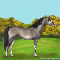Horse Color:Grullo Onyx Sabino Rabicano 