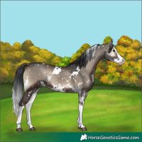 Horse Color:White Spotted Blue Onyx Splash Rabicano 