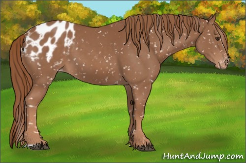 Horse Color:Chestnut Appaloosa 