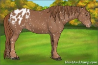 Horse Color:Chestnut Appaloosa 