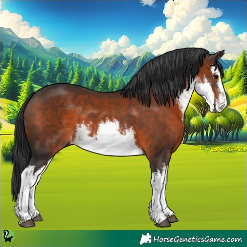 Horse Color:White Spotted Brown