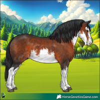 Horse Color:White Spotted Brown 