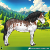 Horse Color:White Spotted Brown Sabino 