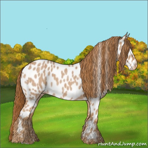 Horse Color:Red Roan Appaloosa 
