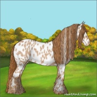Horse Color:Red Roan Near Leopard 