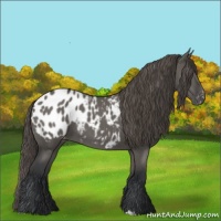 Horse Color:Grullo Appaloosa 