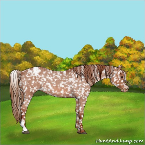 Horse Color:Red Roan Appaloosa