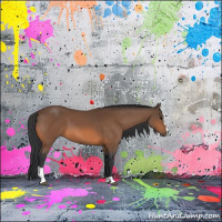 Horse Color:Bay Sabino 