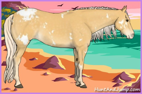 Horse Color:White Spotted Palomino