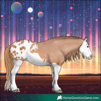 Horse Color:Chestnut Splash Appaloosa