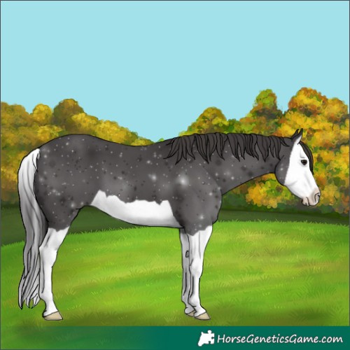 Horse Color:Smoky Black Splash 