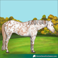 Horse Color:Red Roan Appaloosa 