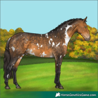 Horse Color:White Spotted Buckskin 
