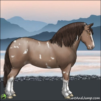 Horse Color:White Spotted Classic Champagne 