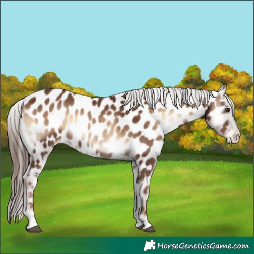 Horse Color:Red Onyx Near Leopard