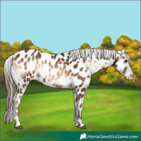 Horse Color:Red Onyx Near Leopard 