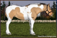Horse Color:Buckskin Dun Tobiano