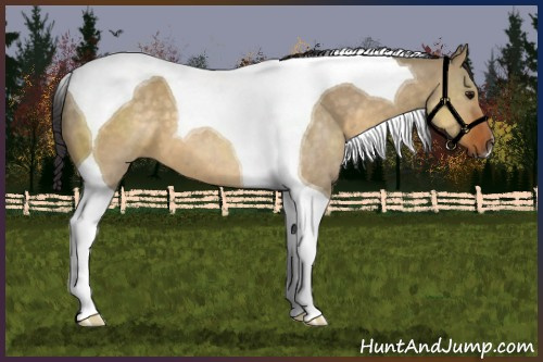 Horse Color:Buckskin Dun Tobiano