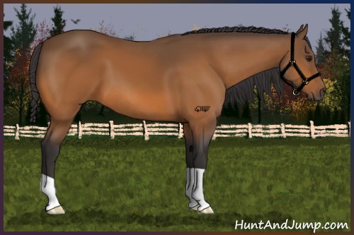 Horse Color:Buckskin 
