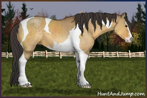Horse Color:Buckskin Dun Sabino Tobiano 