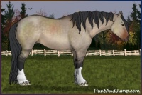 Horse Color:Brown Dun 