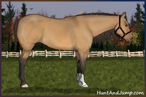 Horse Color:Buckskin Dun