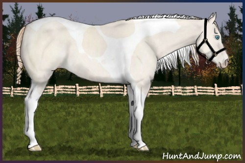 Horse Color:Perlino Dun Tobiano