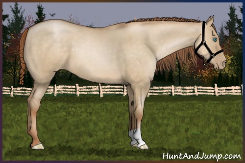 Horse Color:Smoky Grullo Pearl 