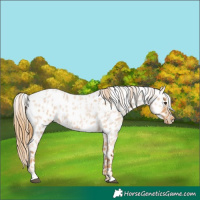 Horse Color:Red Roan Near Leopard 