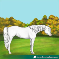 Horse Color:Cremello Dun 