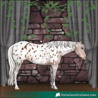 Horse Color:White Spotted Silver Brown Appaloosa 