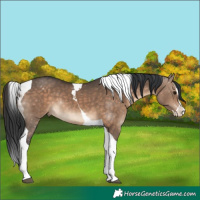 Horse Color:Brown Dun Splash Tobiano