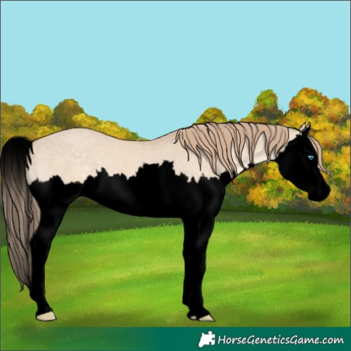Horse Color:Void Perlino Dun Splash