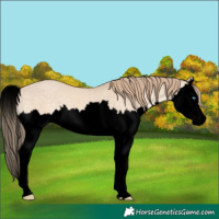 Horse Color:Void Perlino Dun Splash 