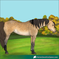 Horse Color:Void Buckskin Dun Tobiano 