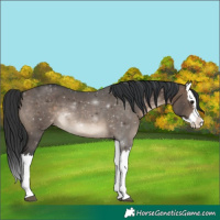 Horse Color:Brown Dun Splash 