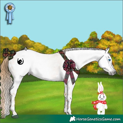 Horse Color:Gray Red Roan Splash Appaloosa 