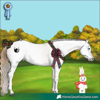 Horse Color:Gray Red Roan Splash Appaloosa