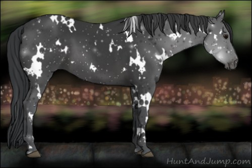 Horse Color:White Spotted Black 
