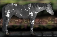 Horse Color:White Spotted Black 