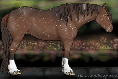 Horse Color:Liver Chestnut Appaloosa 