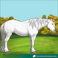 Horse Color:Liver Chestnut Appaloosa 