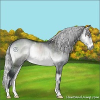 Horse Color:Silver Brown Chinchilla Onyx 