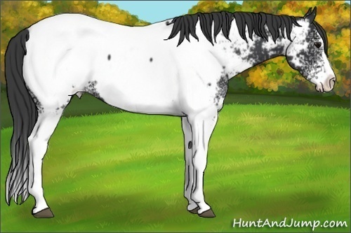 Horse Color:White Spotted Black Splash Near Fewspot