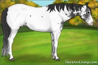 Horse Color:White Spotted Black Splash Near Fewspot 